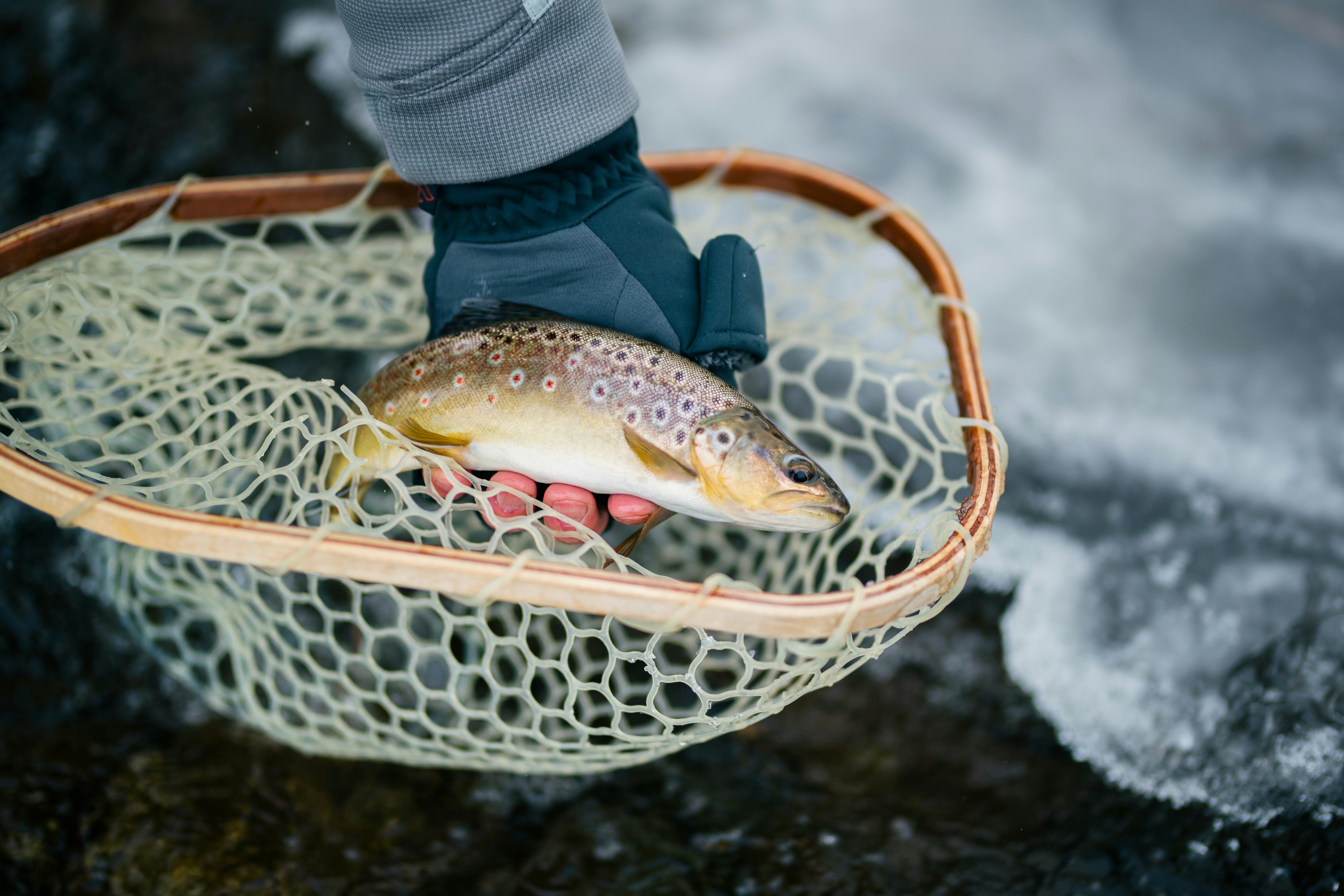 Brown trout on the Madison River
