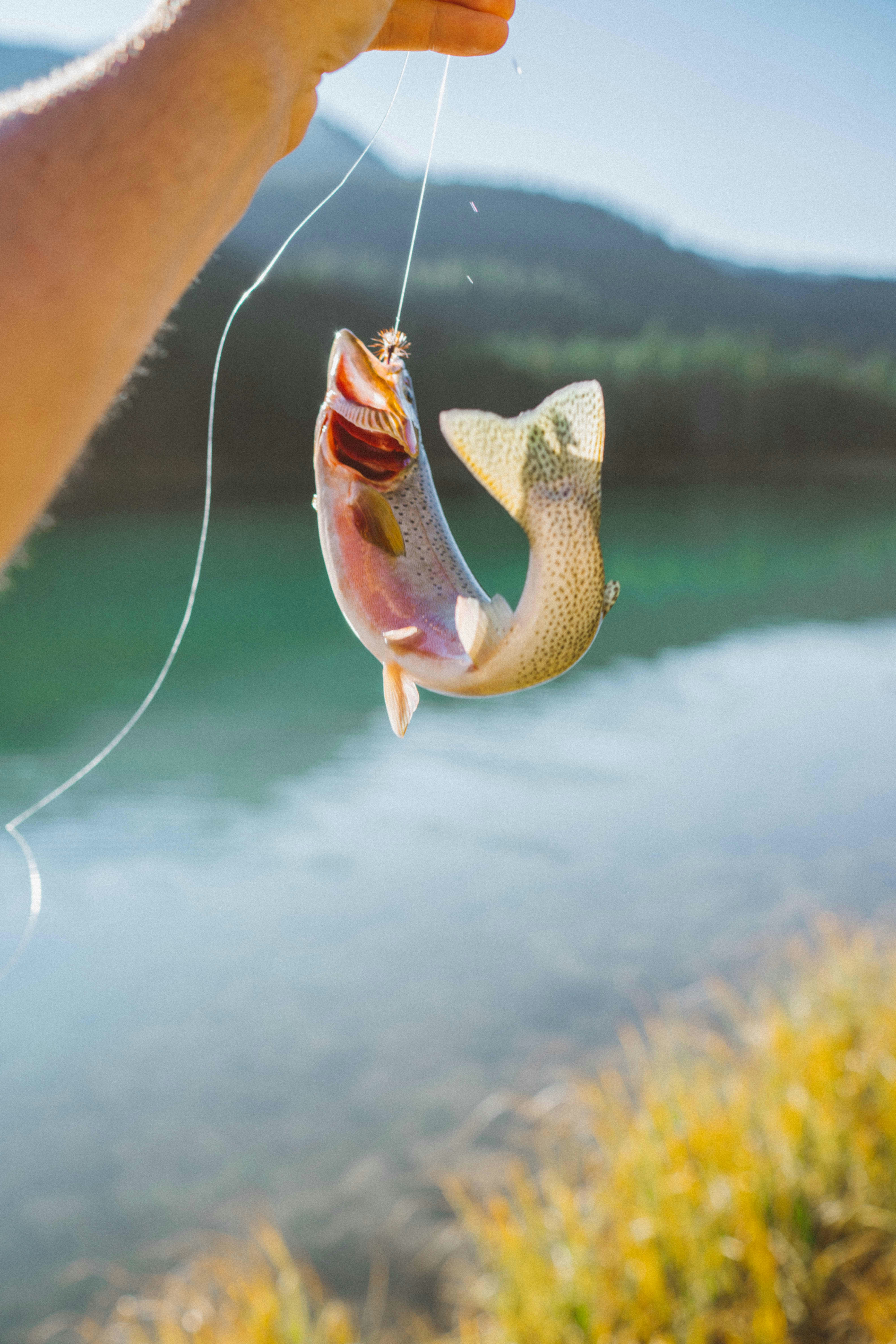 Rainbow trout Montana river