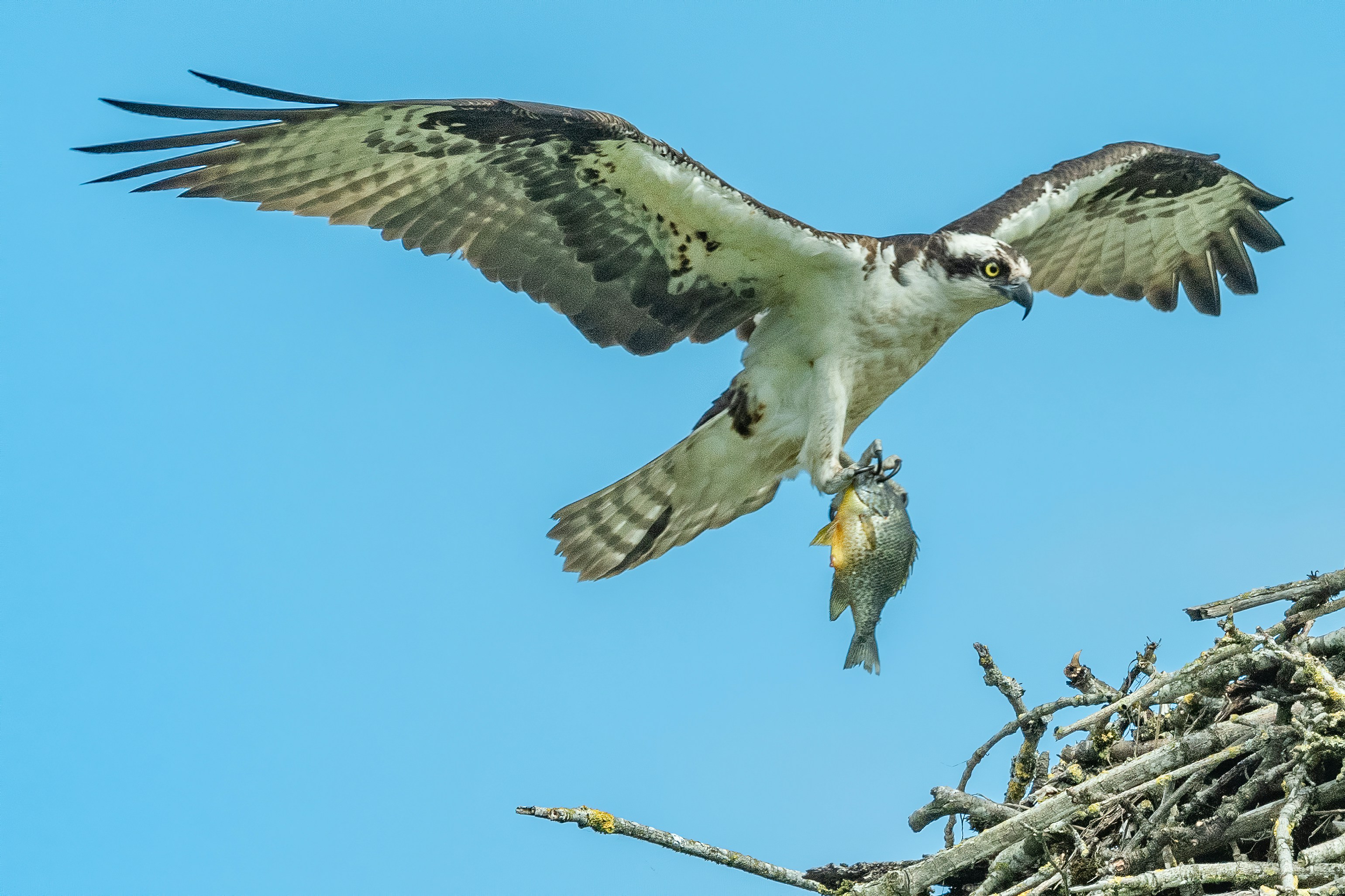 Osprey in flight Montana river