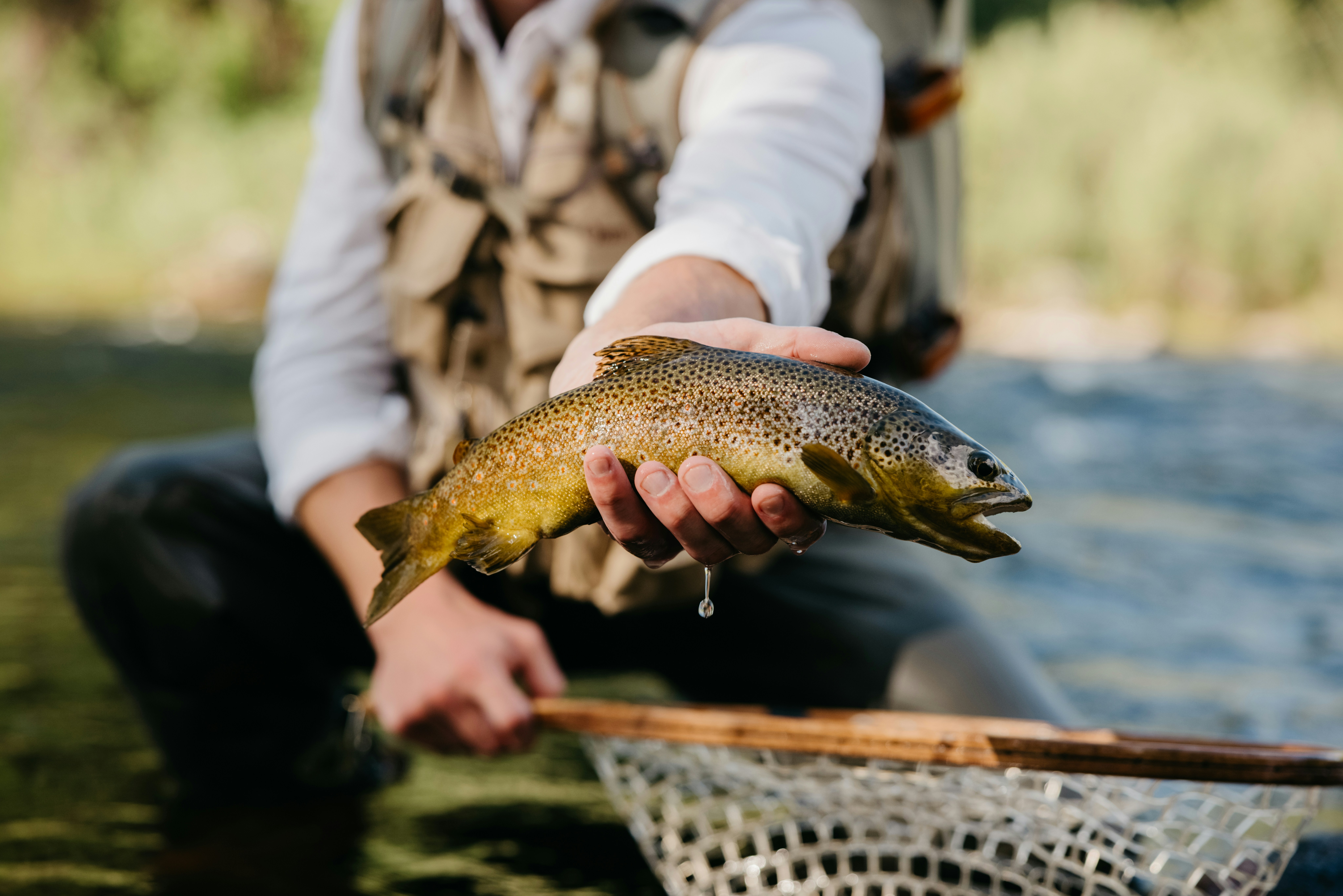 Large brown trout caught fly fishing